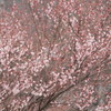 豆桜１