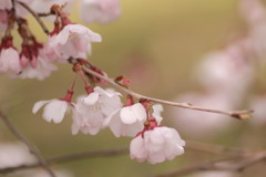 豆桜