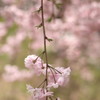 しだれ桜３