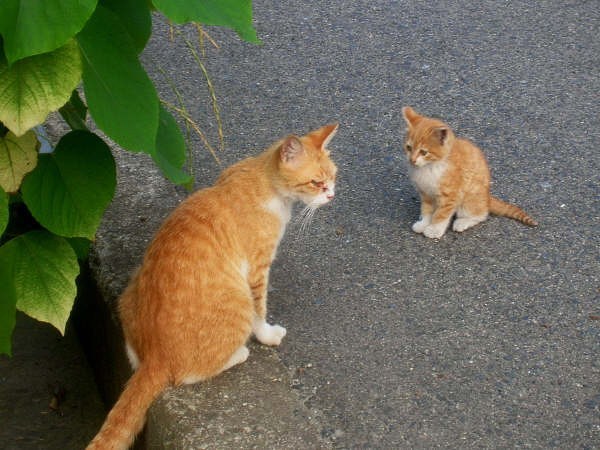ごめんなさいもうしません・・・