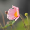 夕日に向かって