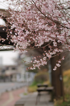 バス停の桜
