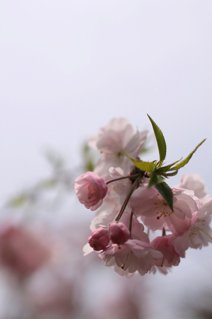 しだれ桜１