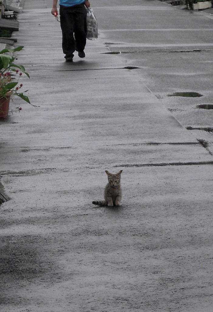 雨上がりの子猫