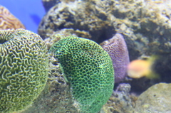 サンゴ