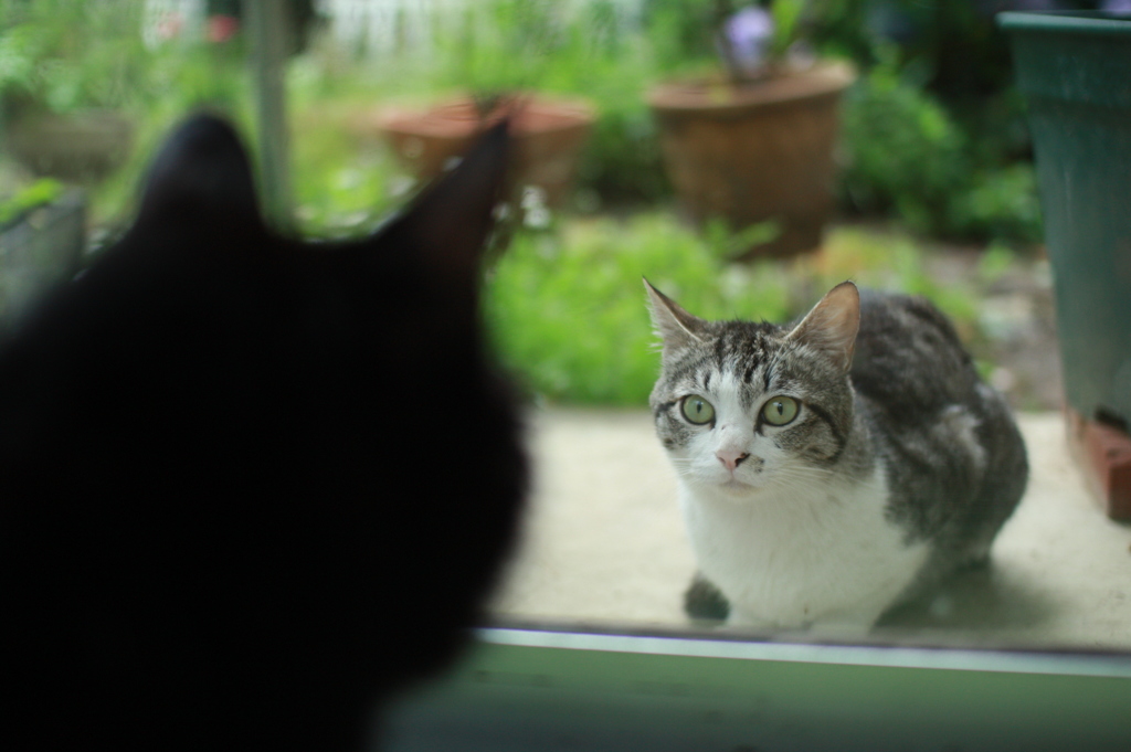 ワイルドキャットは怯まない