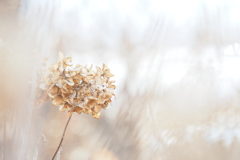 枯れ色紫陽花