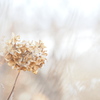 枯れ色紫陽花