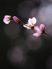 魯桃桜