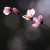 魯桃桜