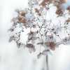 冬の紫陽花