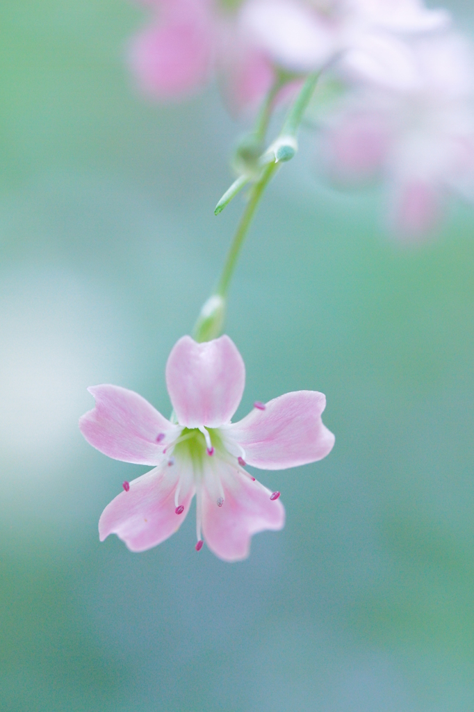 もも色かすみ草＊２