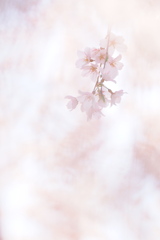 さくら