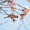 すずめの花散らし　～動かぬ証拠編～