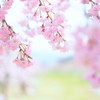 枝垂桜