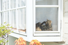 窓に猫