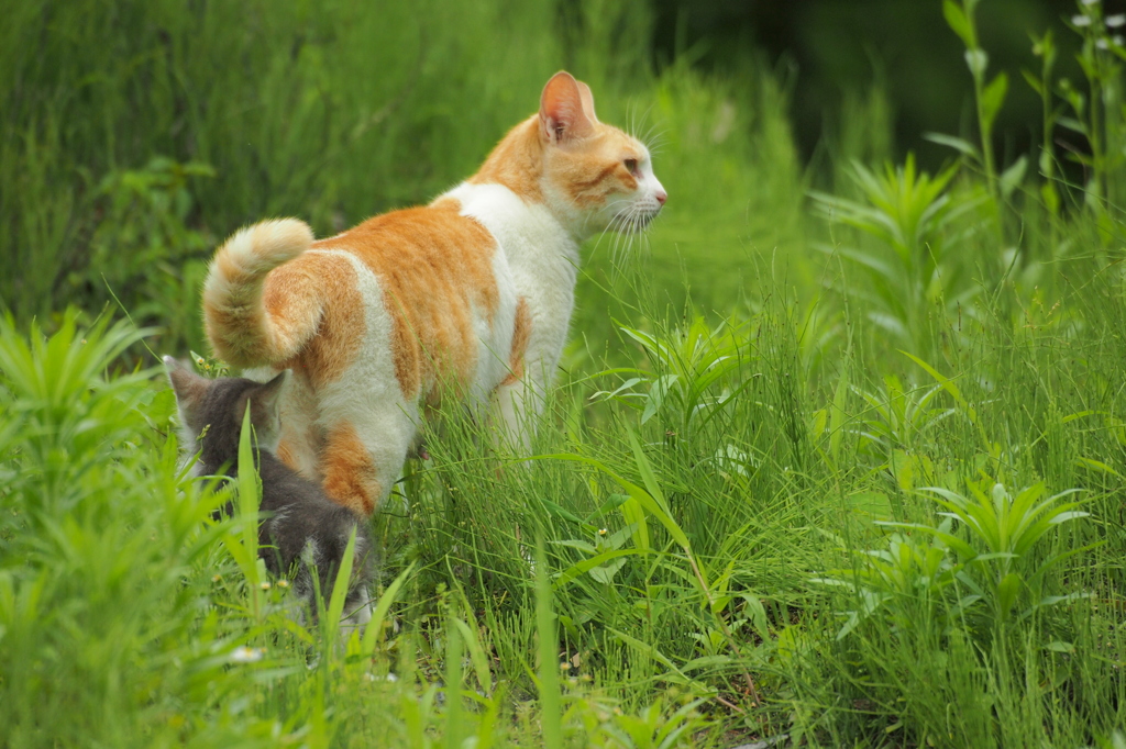 猫親子