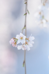 さくら