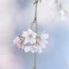 さくら