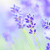 ラベンダー