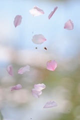 さくらひらひら