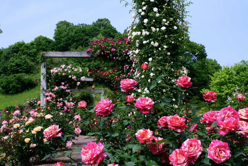 薔薇