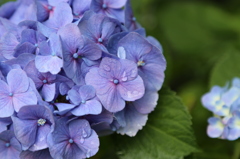 紫陽花