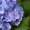 紫陽花