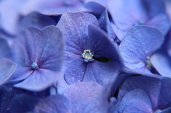 紫陽花