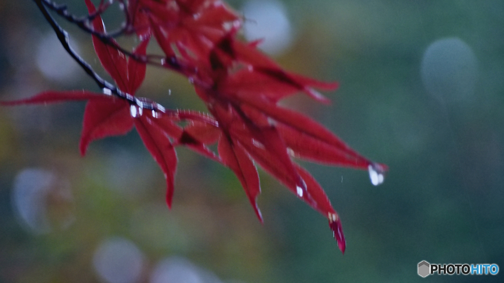 雨紅葉
