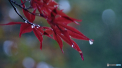 雨紅葉