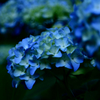 紫陽花