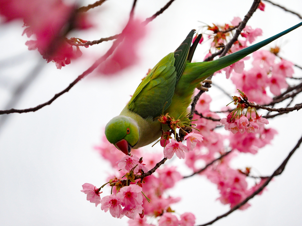 花どろぼう