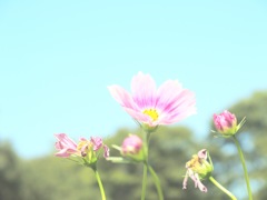 ゆるふわコスモス