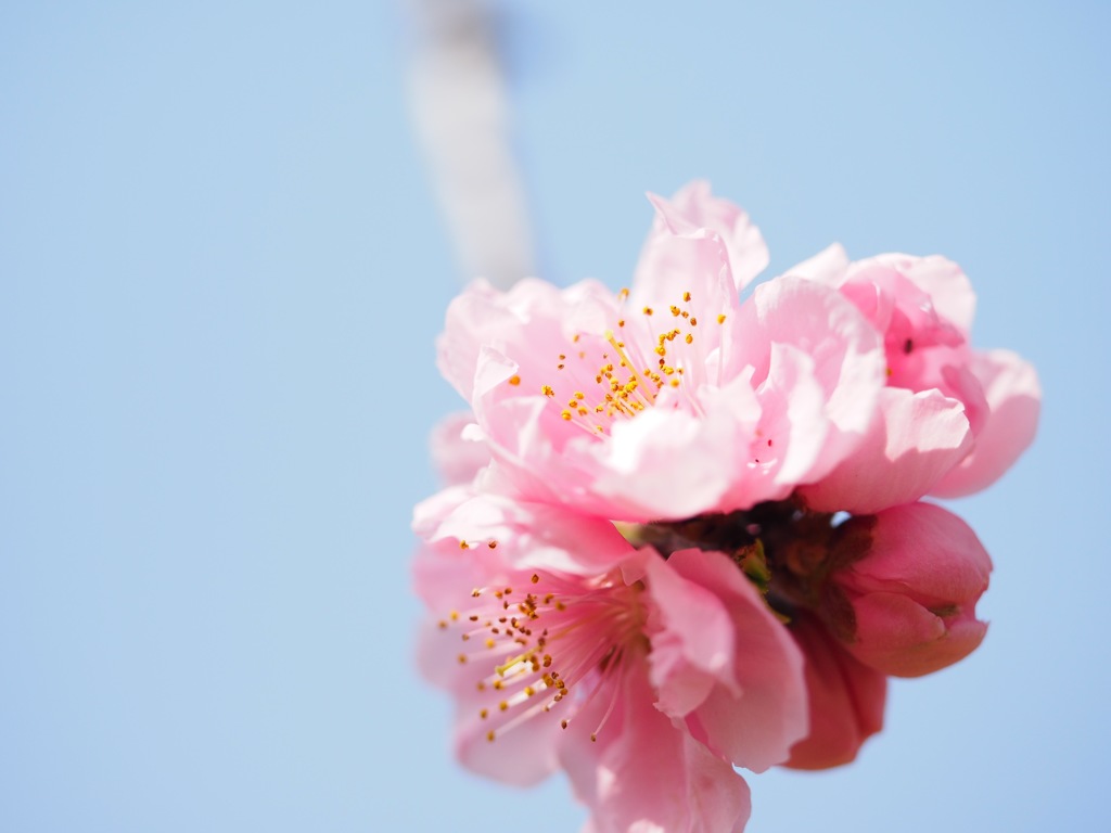 古河桃まつりの花桃