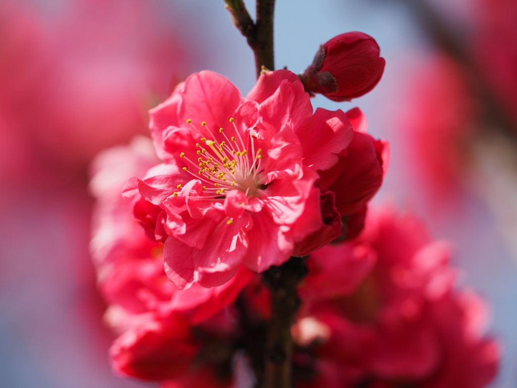 古河桃まつりの花桃