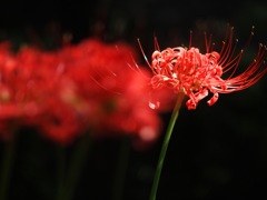 昭和記念公園の彼岸花