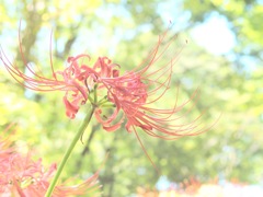 ゆるふわ彼岸花