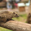 町田リス園