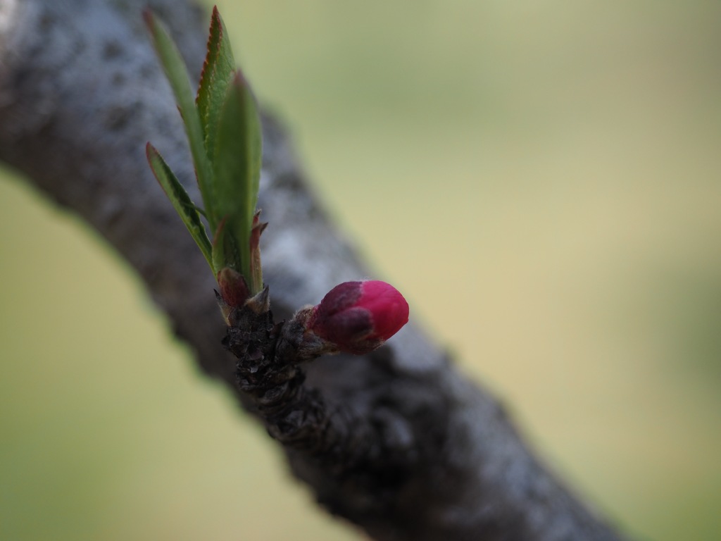 花桃の蕾