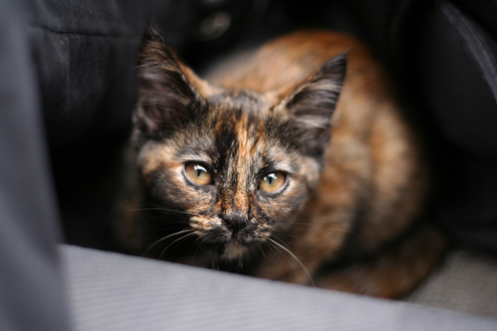 子猫の卑怯な上目使い
