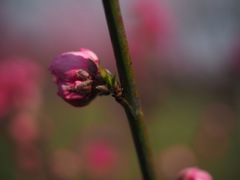 花桃の蕾