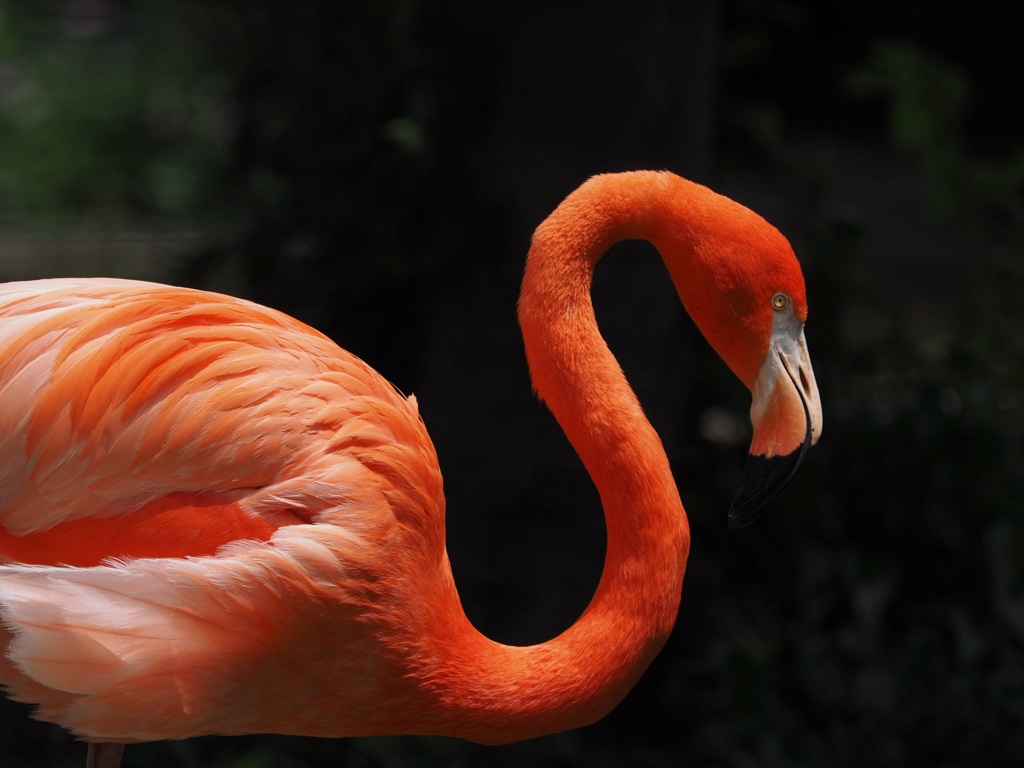 上野動物園のフラミンゴ