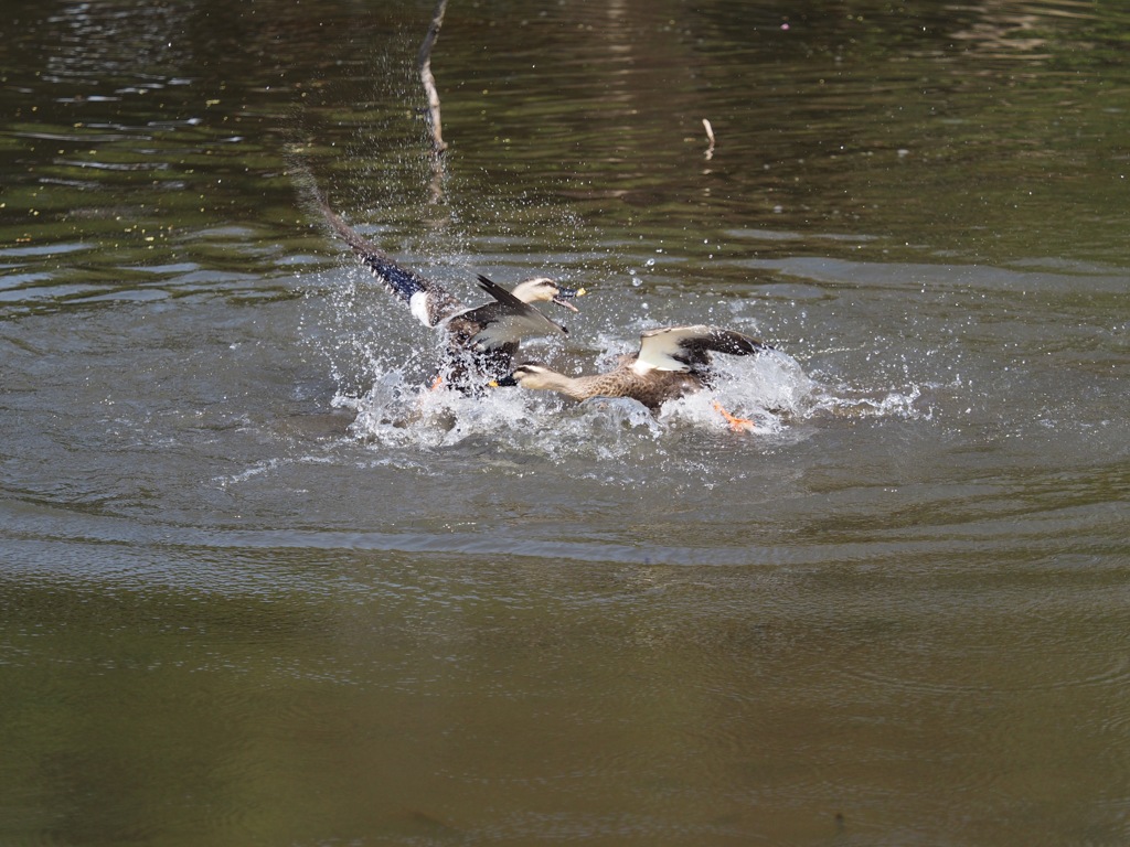 カモの水上バトル！