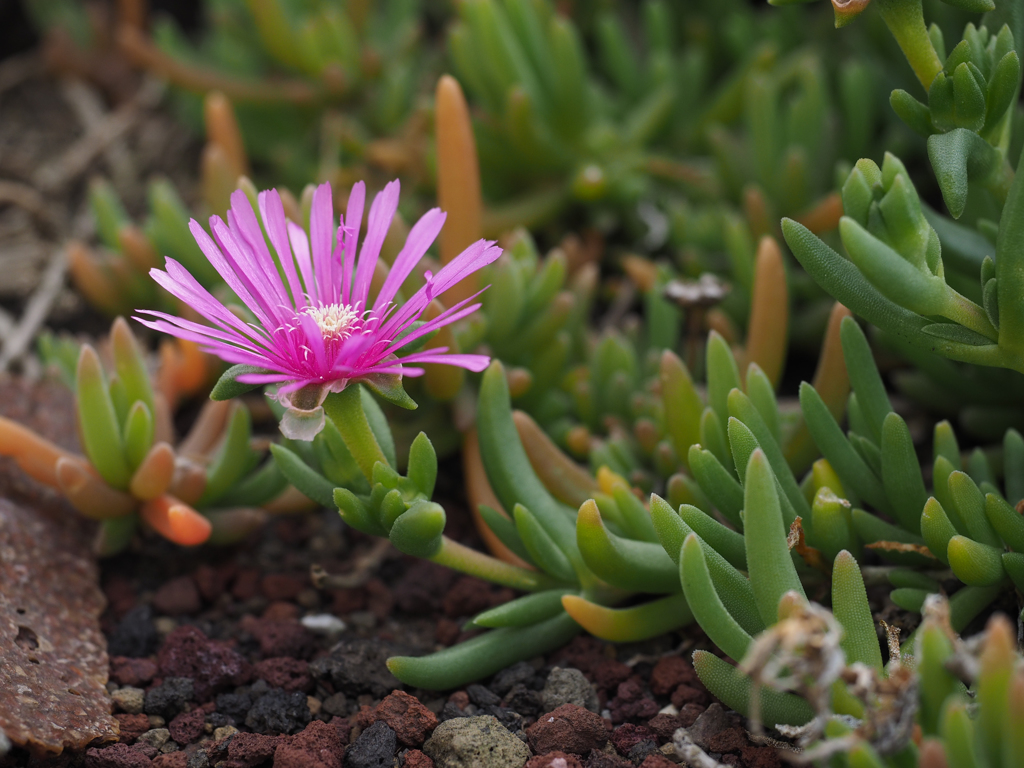 伊豆大島 海岸の花