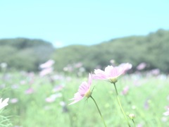 ゆるふわコスモス