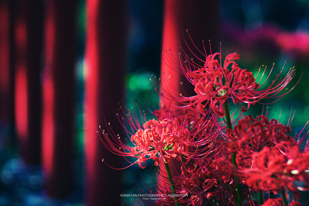 天に咲く花
