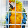 カタリーナコンゴウインコ