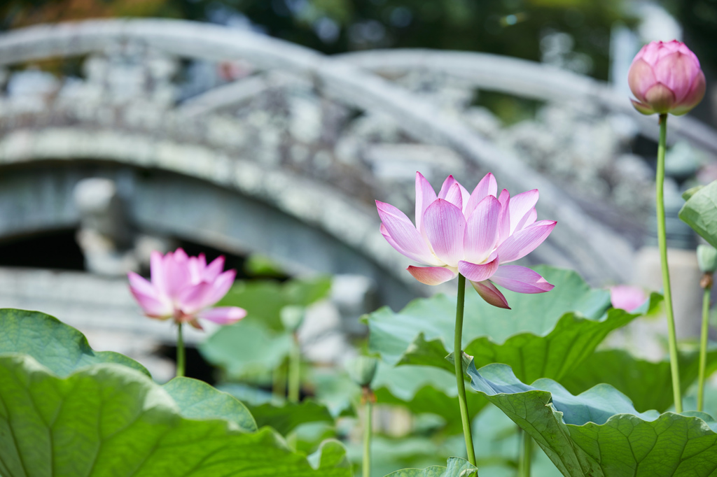 伊賀八幡宮の蓮の花