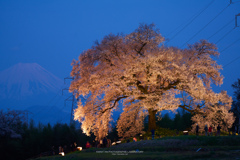 富士を彩る夜桜